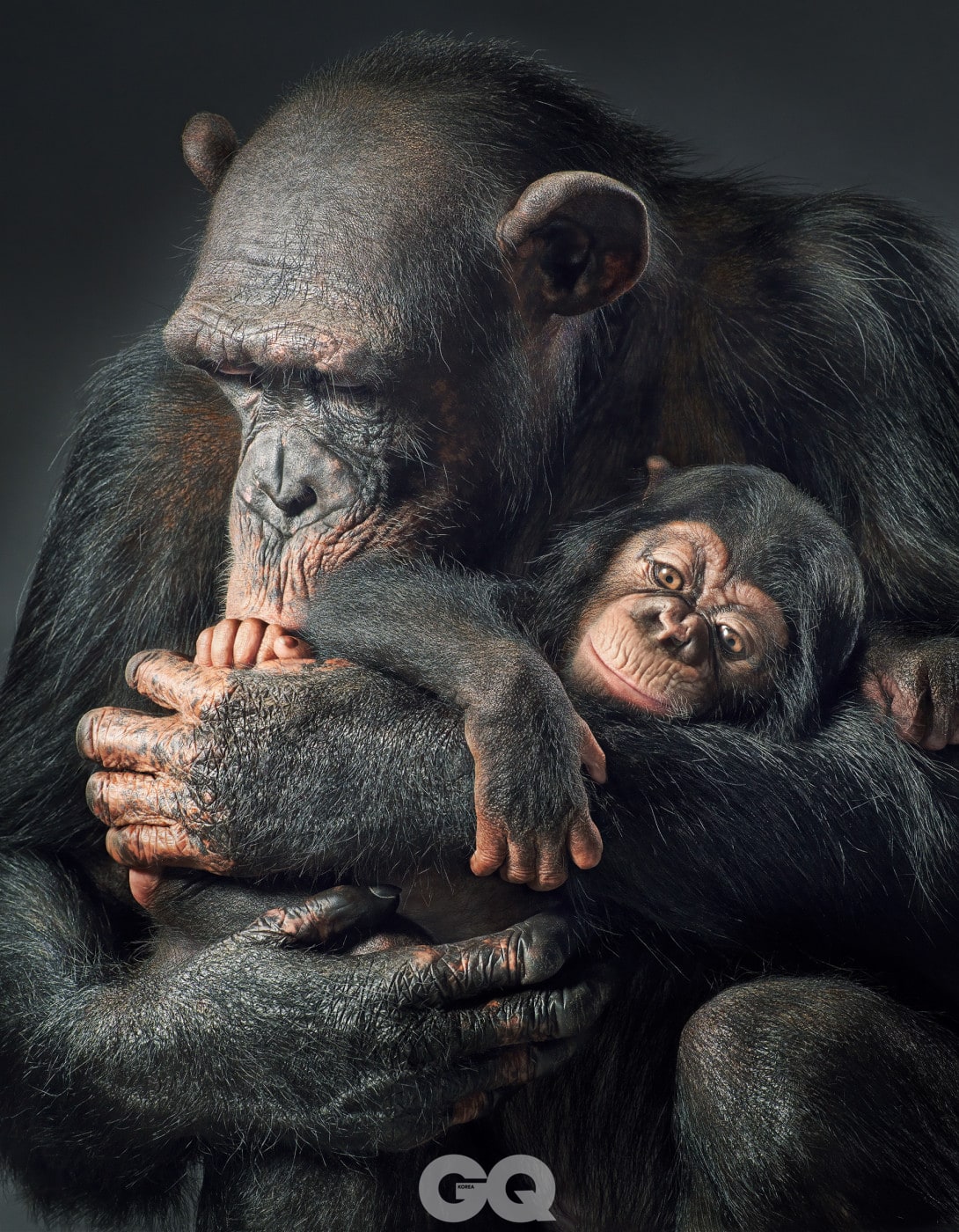 IDEA_F39_330_p99 Chimpanzee Ruma and Baby v2 copy